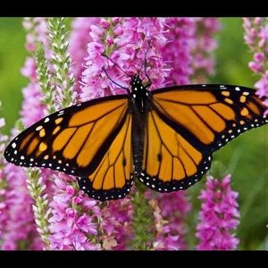 Meet your Posher, Drew